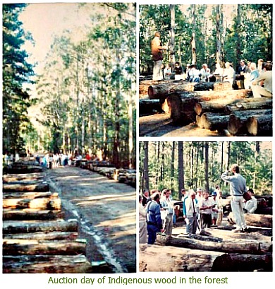 auction of indigenous wood Auction of indigenous wood