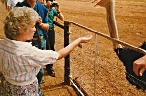 Auriel feeding an Ostrich at an Ostrich farm outside Oudtshoorn.
