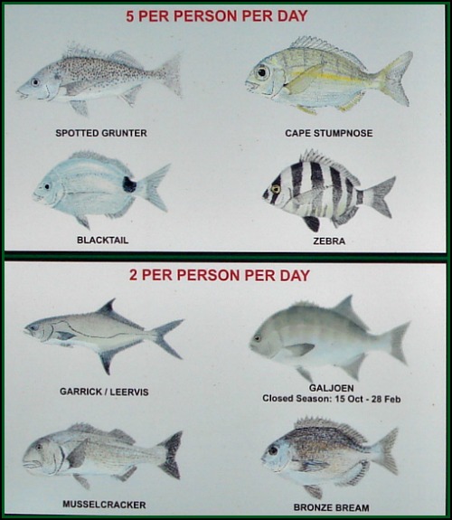 Information on various fish and the daily limits on fishing them. Information on various fish and the daily limits on fishing them.