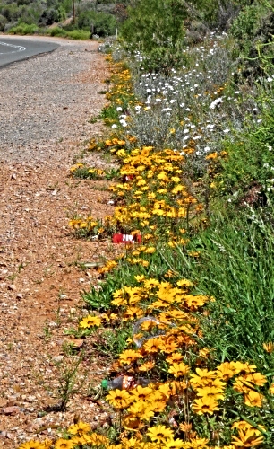 Roadside Wildflowers