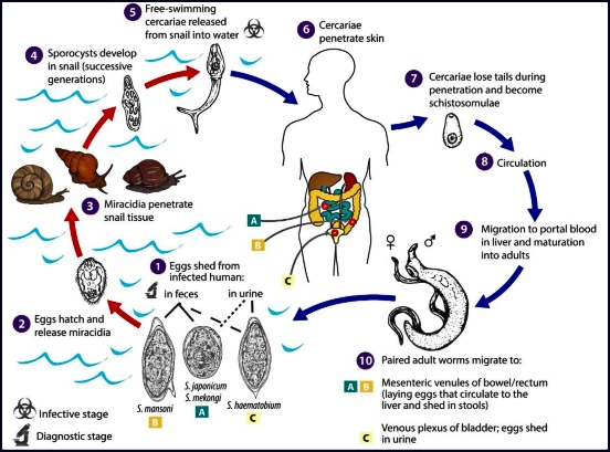Diagram of the Bilharzia Cycle