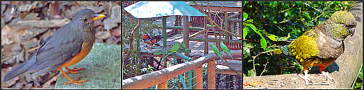 Bird watching at Birds of Eden Bird watching at Birds of Eden