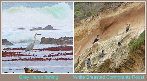 Grey Heron fishing from the Rocks & White- breasted Cormorants roosting on the cliffs above Swartvlei Beach Grey Heron fishing from the Rocks & White- breasted Cormorants roosting on the cliffs above Swartvlei Beach