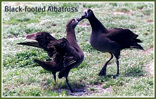 Black-footed Albatross pair Black-footed Albatross pair