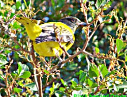 African Black-headed Oriole