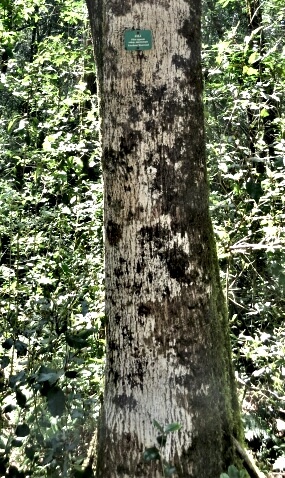 Black Ironwood Black Ironwood