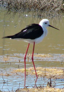 Black-winged Stilt