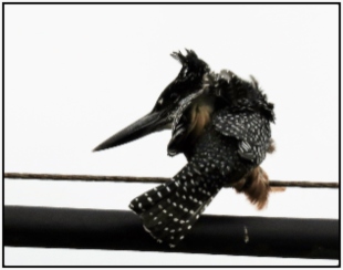A Giant Kingfisher having its feathers blowing about while holding on tight in a strong wind.