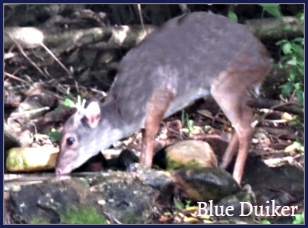 Blue Duiker drinking at a small pond Blue Duiker drinking at a small pond