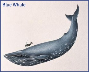 Blue whale