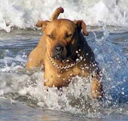 Bluff the staffie lived for another 7 years after being cured of inoperable melanoma cancer.