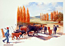 Cattle being herded out to pasture in Clarens