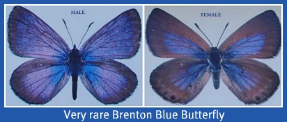 Rare Brenton Blue Butterfly Rare Brenton Blue Butterfly