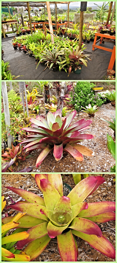 Bromeliad Kingdom Nursery