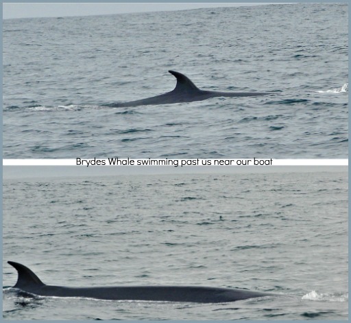 Brydes Whale passing by Brydes Whale passing by
