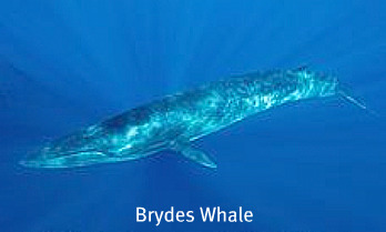 Brydes Whale Brydes Whale