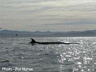 Brydes Whale out at sea Brydes Whale out at sea