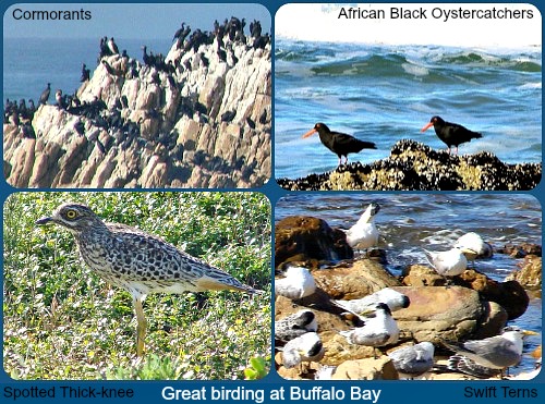 Buffelsbaai birding Buffelsbaai birding