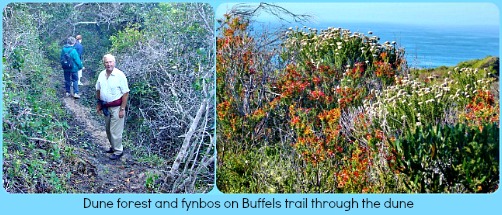 Buffelsbaai dune trail Buffelsbaai dune trail