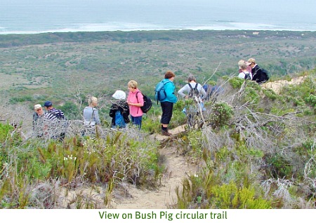 Bush Pig Trail