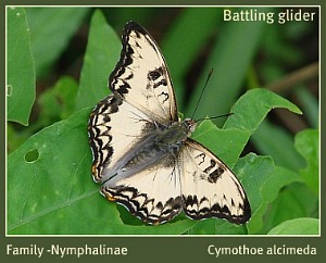 Battling Glider Butterfly Battling Glider Butterfly