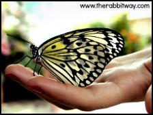 A butterfly rests momentarily in a hand