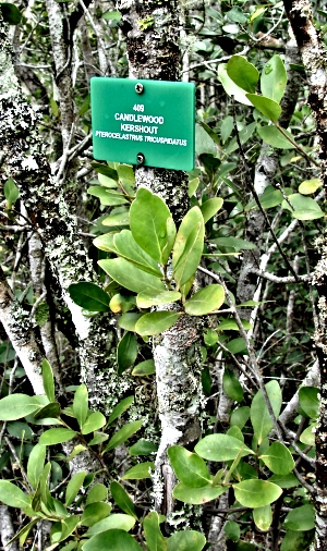 Candlewood Candlewood