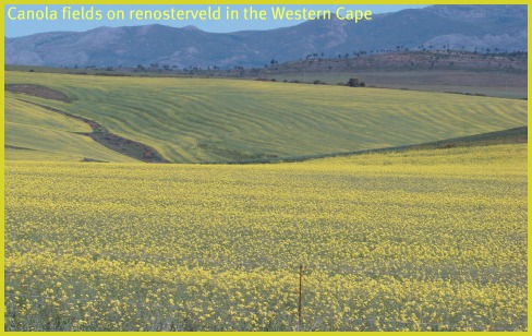 Monocrop Canola fields in Renosterveld in the Western Cape Monocrop Canola fields in Renosterveld in the Western Cape