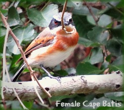 Female Cape Batis