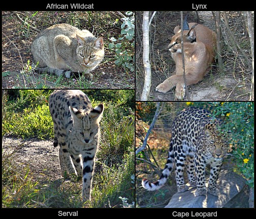 African Wild Cats African Wild Cats