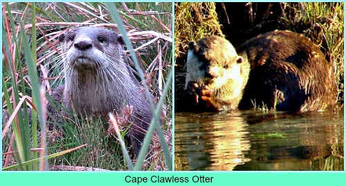 Cape Clawless Otter Cape Clawless Otter