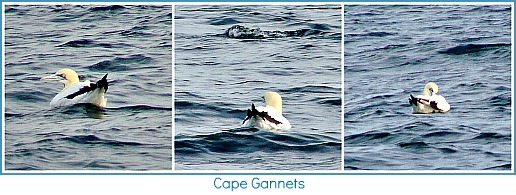 Cape Gannets Cape Gannets