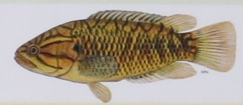 Cape Kurper Cape Kurper