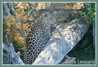 Cape Leopard