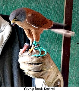 Young Rock Kestrel Young Rock Kestrel