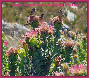 Cape Sugarbirds on Proteas