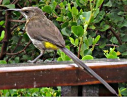 Cape Sugarbird