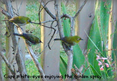 Cape White-eyes
