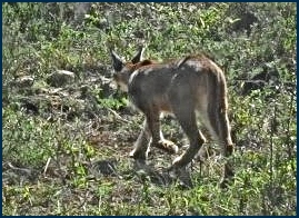 Caracal Caracal