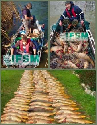 Team catching carp for local distribution