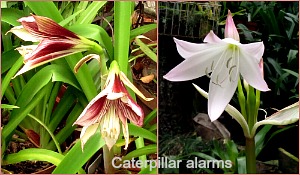 Two plants that are Caterpiller alarms Two plants that are Caterpiller alarms
