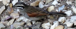 Cinnamon Breasted Bunting