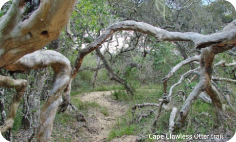 Walking through dune Forest on Cape Clawless Otter Trail, Goukamma Nature Reserve Walking through dune Forest on Cape Clawless Otter Trail, Goukamma Nature Reserve