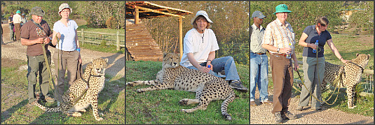 walking with cheetahs walking with cheetahs