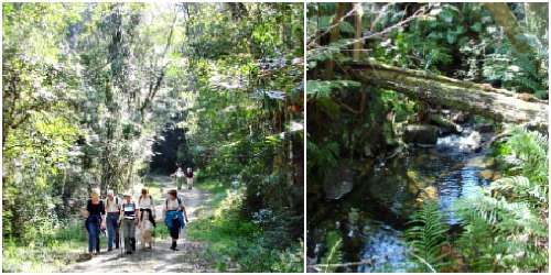 Walking along a logging track and then next to a stream Walking along a logging track and then next to a stream