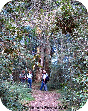 Circle in a forest Walk Circle in a forest Walk