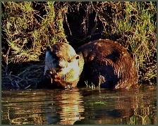 an otter eating a crab