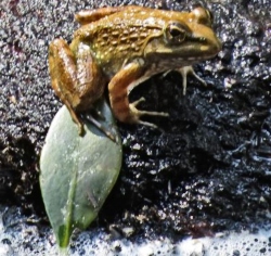 Clicking Stream Frog Clicking Stream Frog