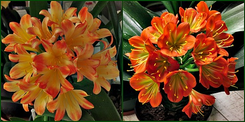 Orange coloured Clivias Orange coloured Clivias