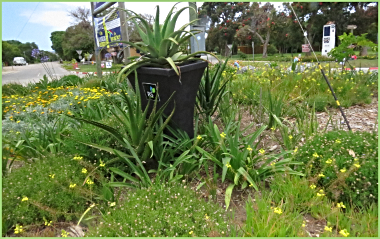 Close-up of the Circle Garden